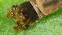 Tricyphona calcar - photo 5