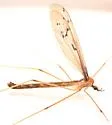 Tricyphona constans