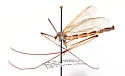Tricyphona gigantea