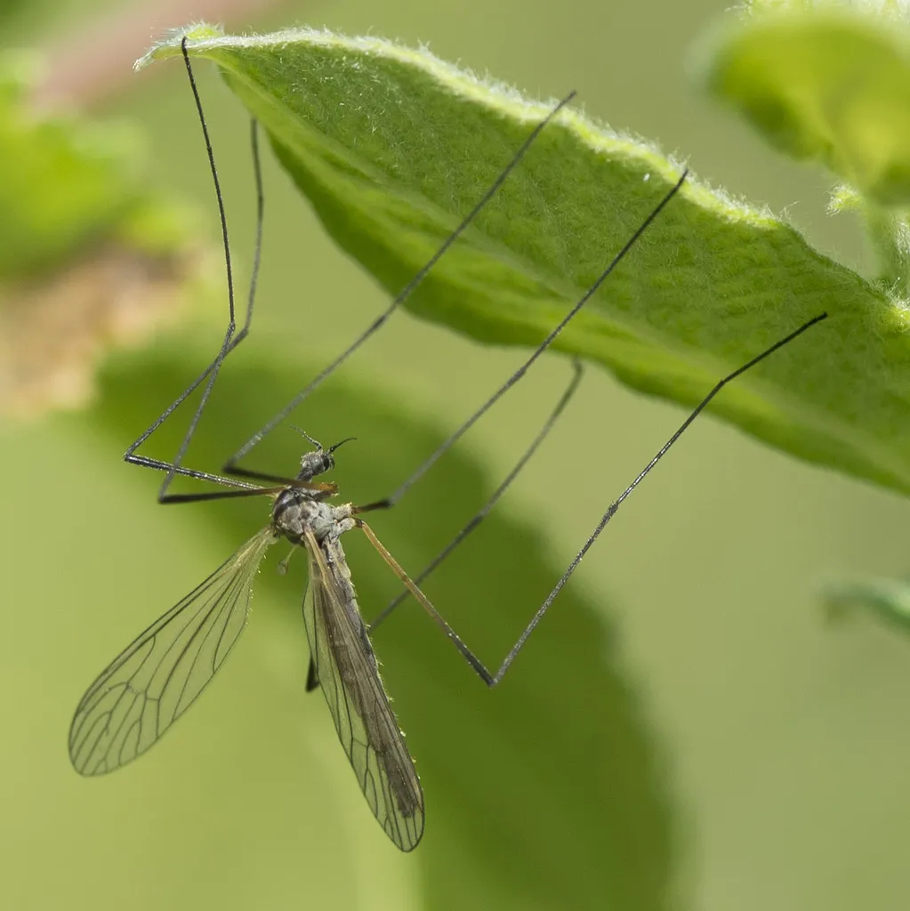 Tricyphona immaculata - photo 2