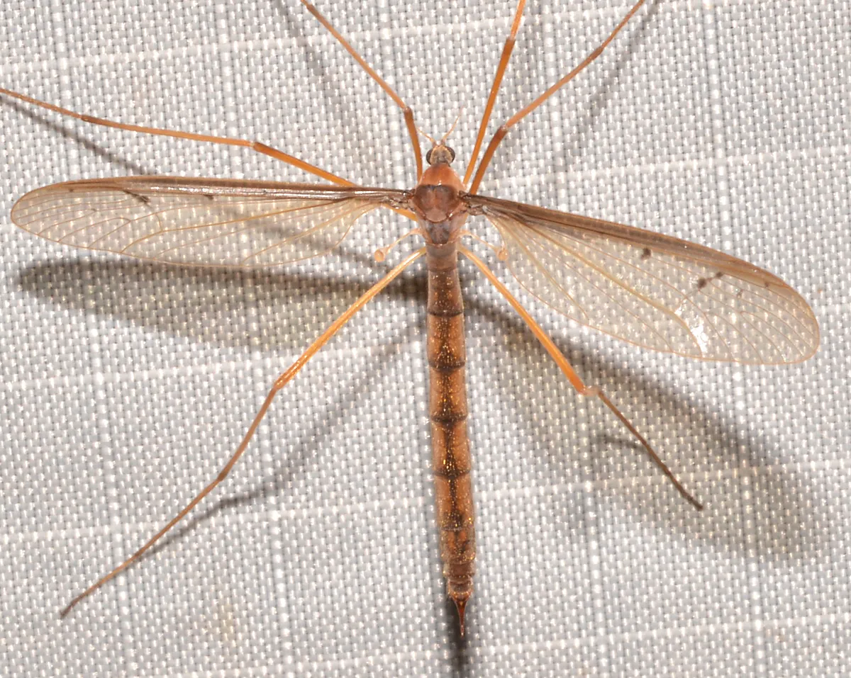 Tricyphona inconstans