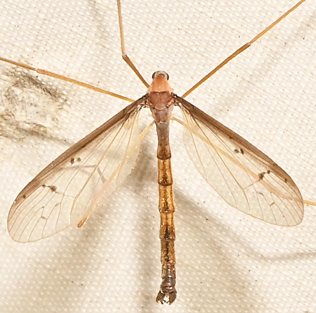 Tricyphona johnsoni