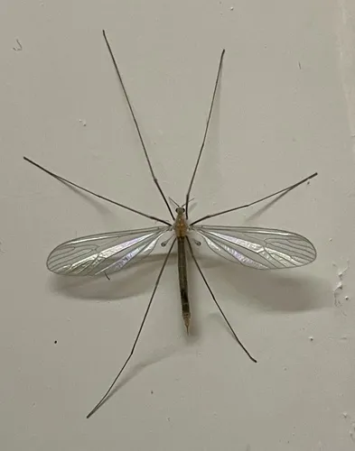 Tricyphona protea - photo 3