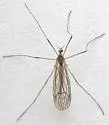 Tricyphona septentrionalis