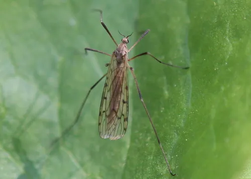 Tricyphona vernalis