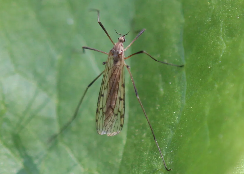 Tricyphona vernalis - photo 2