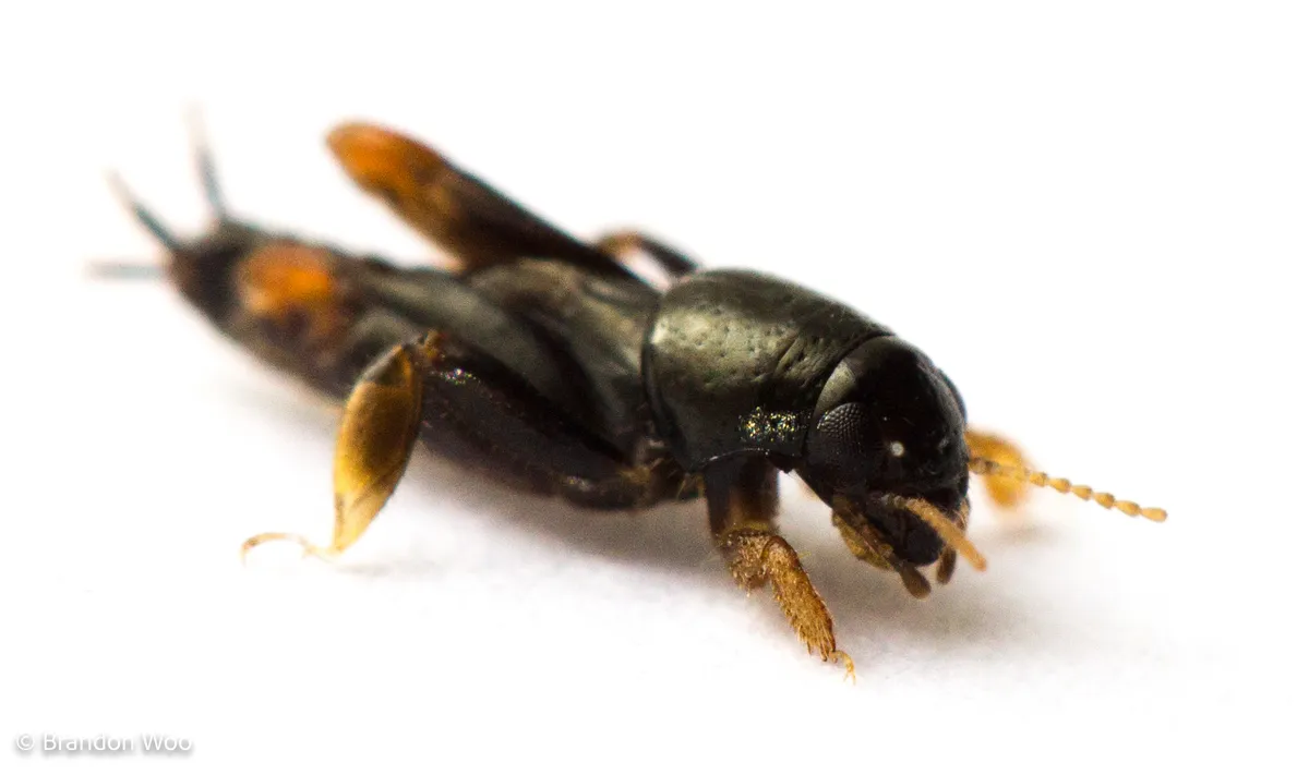 Pygmy Mole 'Crickets' - photo 2