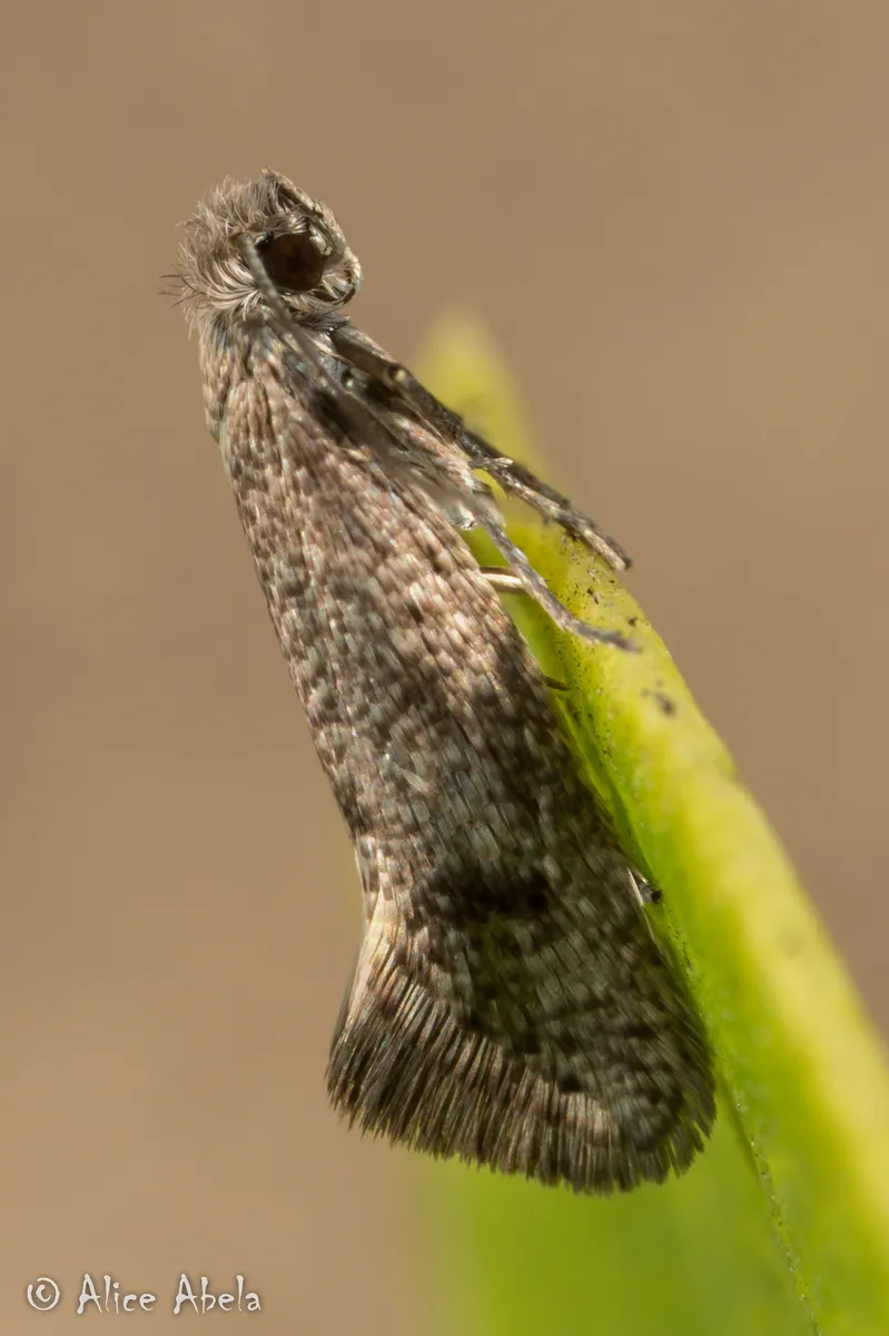 Tridentaformidae - Tridentaformidae
