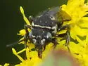 Triepeolus brittaini - photo 2