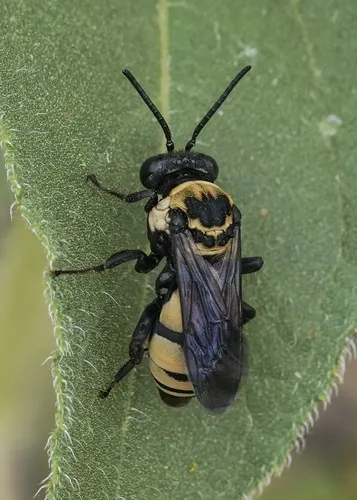 Triepeolus concavus
