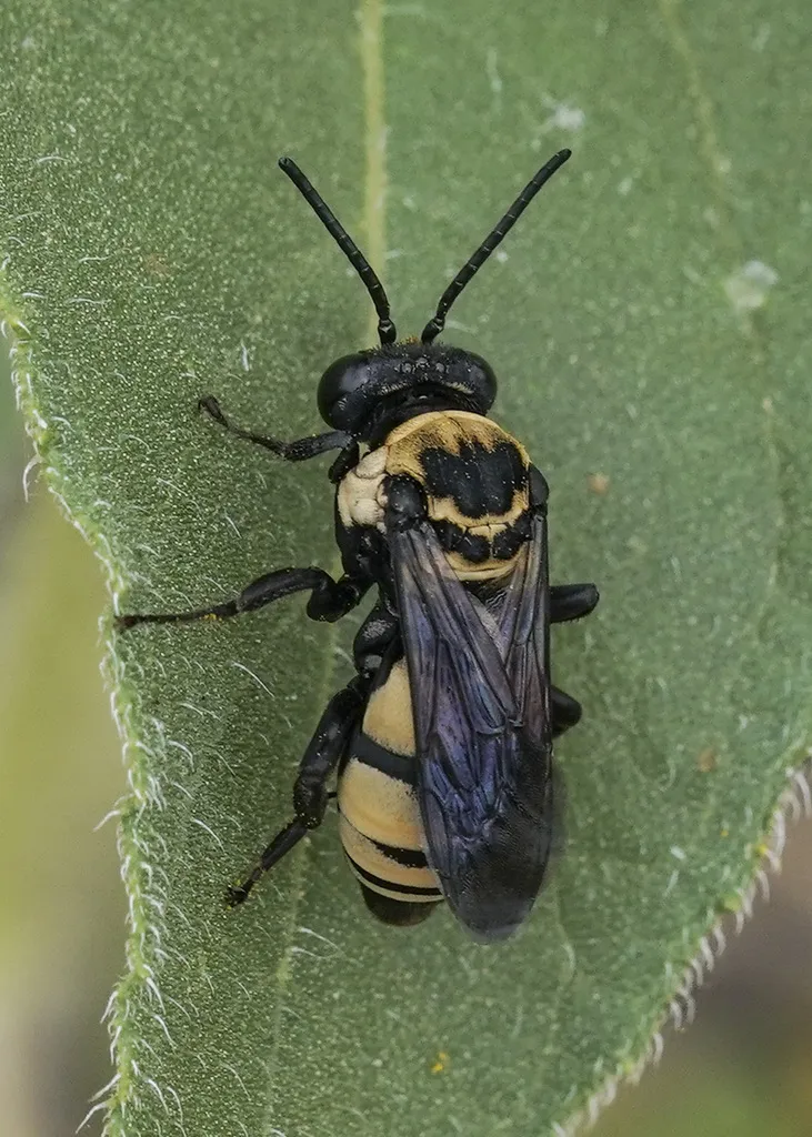 Triepeolus concavus - photo 2