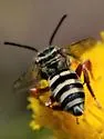 Triepeolus denverensis