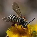Triepeolus denverensis - photo 2