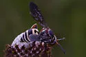 Triepeolus distinctus