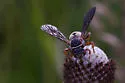 Triepeolus distinctus - photo 2