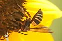 Triepeolus distinctus - photo 4