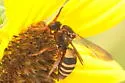 Triepeolus distinctus - photo 5