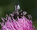Triepeolus donatus