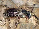 Triepeolus eliseae