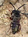 Triepeolus eliseae - photo 2