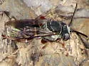 Triepeolus eliseae - photo 3
