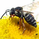 Triepeolus eliseae - photo 4