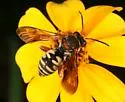 Triepeolus intrepidus - photo 2