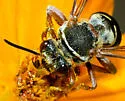 Triepeolus intrepidus - photo 4