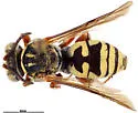 Triepeolus kathrynae - Triepeolus kathrynae