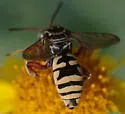 Triepeolus kathrynae - photo 2