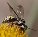 Triepeolus kathrynae - photo 5