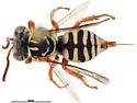 Triepeolus loomisorum