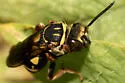 Triepeolus lunatus - photo 2