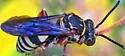 Triepeolus lunatus - photo 4