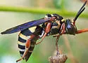 Triepeolus lunatus - photo 5