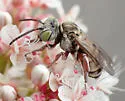 Triepeolus matildae