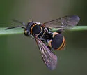 Triepeolus mexicanus