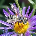 Triepeolus micropygius