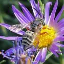 Triepeolus micropygius - photo 2