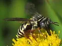 Triepeolus pectoralis - photo 2