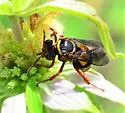 Triepeolus quadrifasciatus