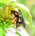 Triepeolus quadrifasciatus - photo 2