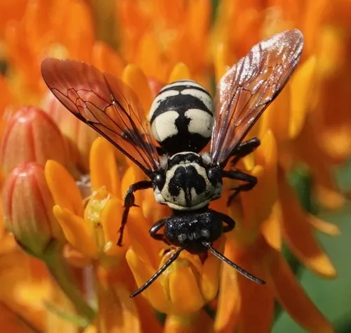 Triepeolus remigatus - Triepeolus remigatus