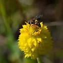 Triepeolus rufithorax - photo 2