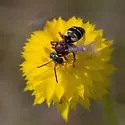 Triepeolus rufithorax - photo 3