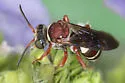 Triepeolus rufithorax - photo 4