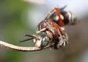Triepeolus rufithorax - photo 5