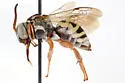 Triepeolus sarothrinus