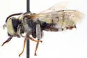 Triepeolus utahensis