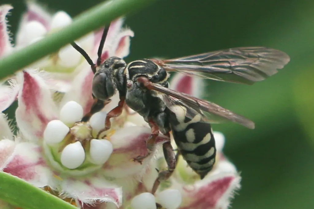 Triepeolus verbesinae - photo 2